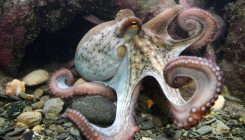 [:es]Yes, the Octopus Is Smart as Heck. But Why?[:]
