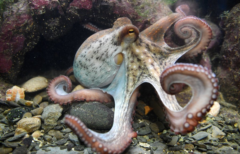 [:es]Yes, the Octopus Is Smart as Heck. But Why?[:]
