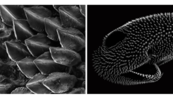 [:es]How Alan Turing Deciphered Shark Skin[:]