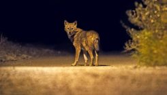 [:es]Rise of the Golden Jackal[:]