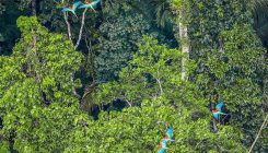[:es]UV light may help birds navigate forests[:]