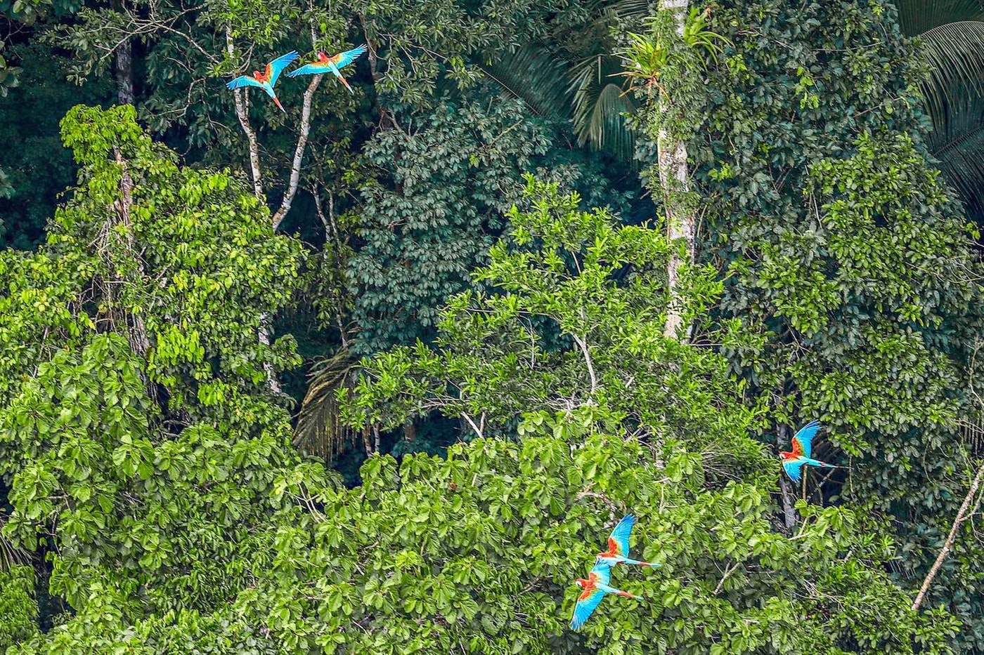 [:es]UV light may help birds navigate forests[:]