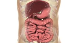 [:es]Faecal transplant researchers identify ‘super-pooper’ donors [:]