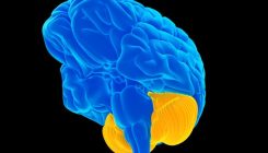 [:es]The Cerebellum Is Your “Little Brain”—and It Does Some Pretty Big Things[:]