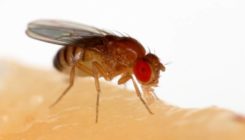 [:es]Intsektuen izurriteak kontrolatzeko teknika berria, CRISPR bidez[:]