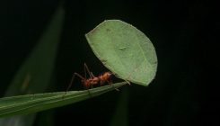 [:es]Leafcutter ant ‘compost piles’ produce potent greenhouse gases[:]