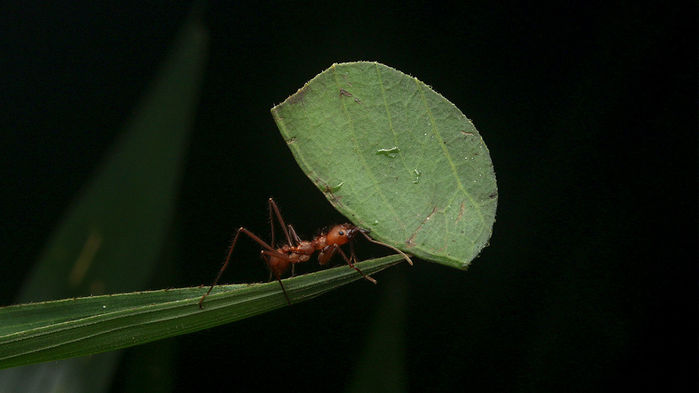 [:es]Leafcutter ant ‘compost piles’ produce potent greenhouse gases[:]