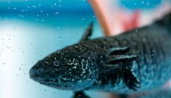 [:es]Seeking Superpowers in the Axolotl Genome[:]