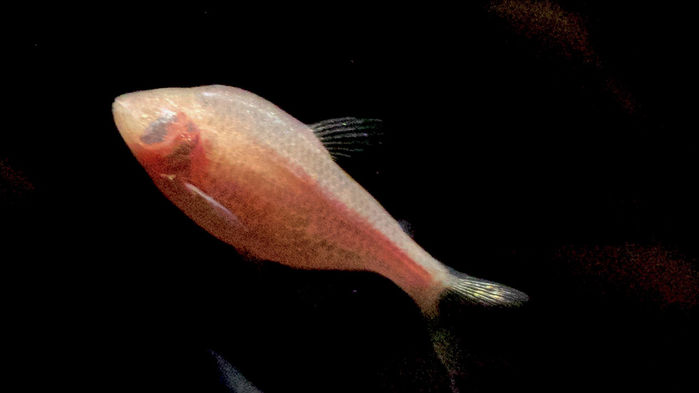 [:es]A lopsided face helps this eyeless cave fish navigate[:]