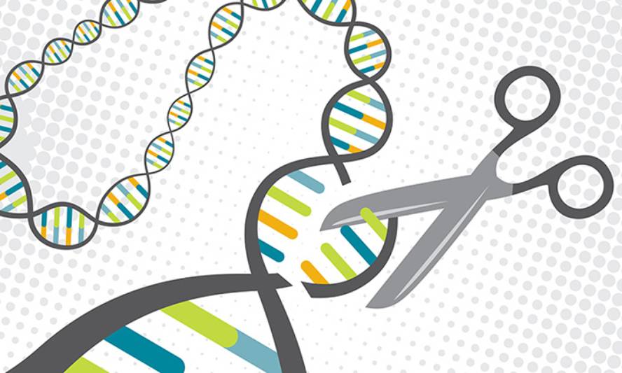 [:es]CRISPR metodoaren beste aldaera bat garatu dute[:]