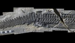 [:es]And You Thought the Platypus Was Odd[:]