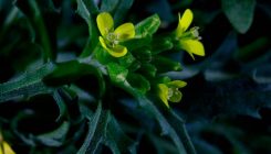 [:es]‘Ersymum incanum’, la planta que se fertiliza frotando sus propias ‘manitas’[:]
