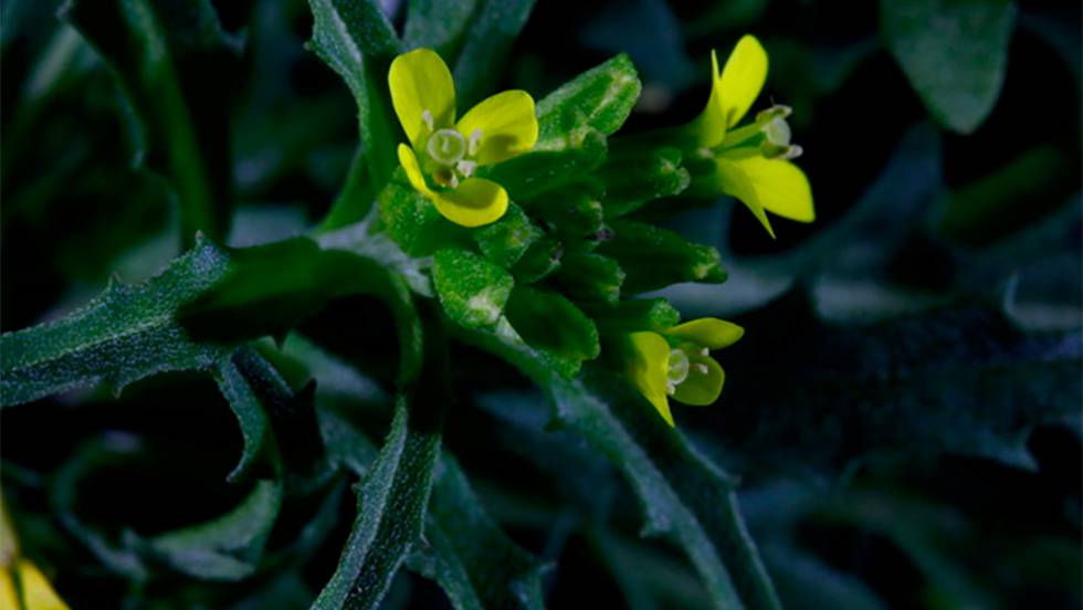 [:es]‘Ersymum incanum’, la planta que se fertiliza frotando sus propias ‘manitas’[:]