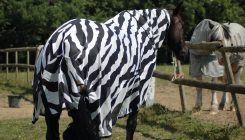 [:es]Why do zebras have stripes? To confuse flies[:]