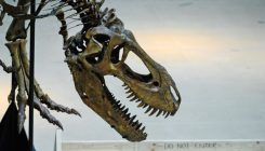 [:es]The Real Dino Killer: A One–Two Punch[:]