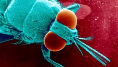 [:es]Should We Kill Off Disease-Causing Pests? Not So Fast[:]