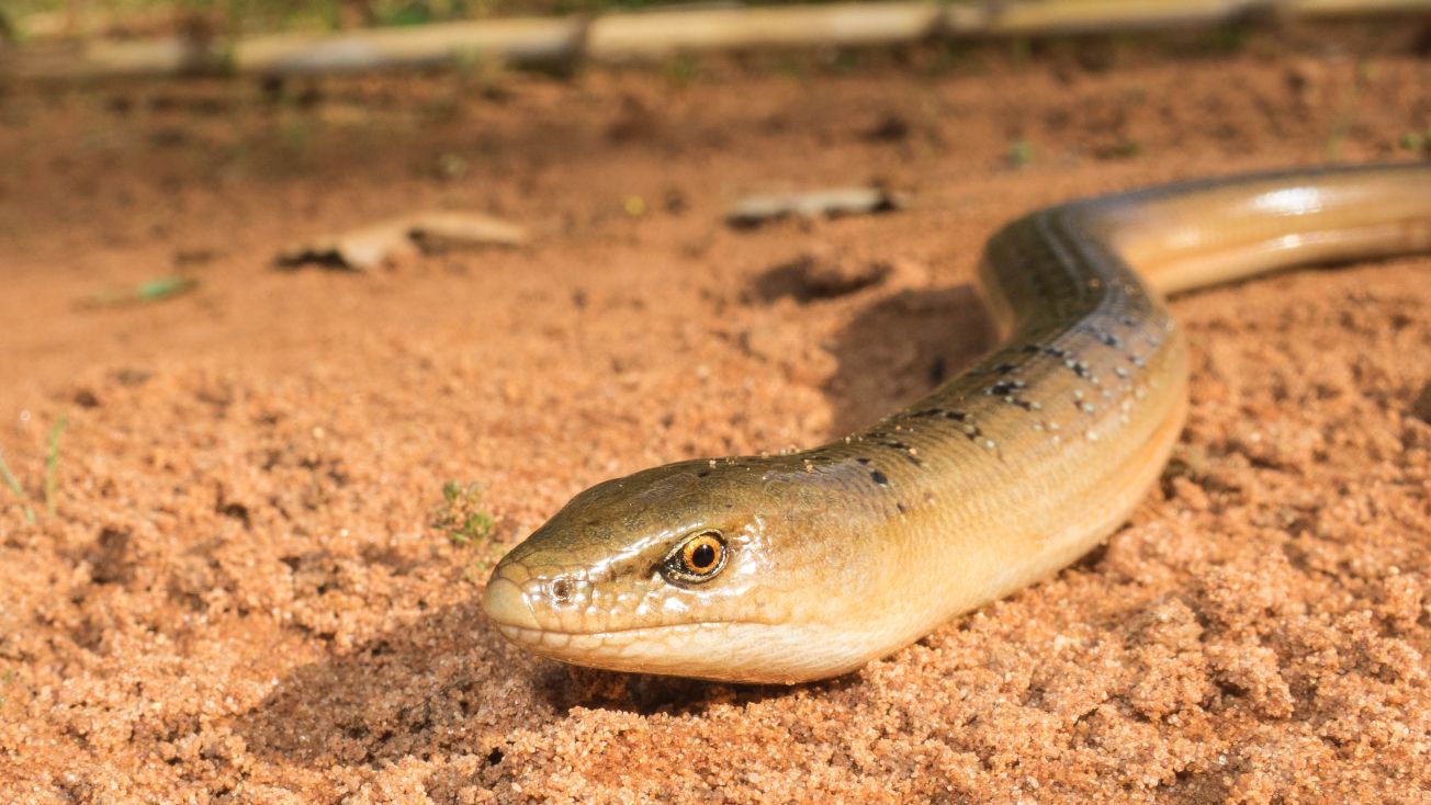 [:es]Descubierto en Murcia un nuevo lagarto sin patas de hace un millón de años[:]