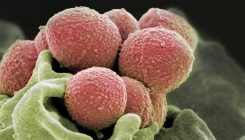 [:es]Descubren con IA cómo una bacteria común se convierte en caníbal [:]