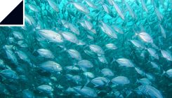 [:es]Resuelto el misterio de cómo los peces nadan tan rápido[:]