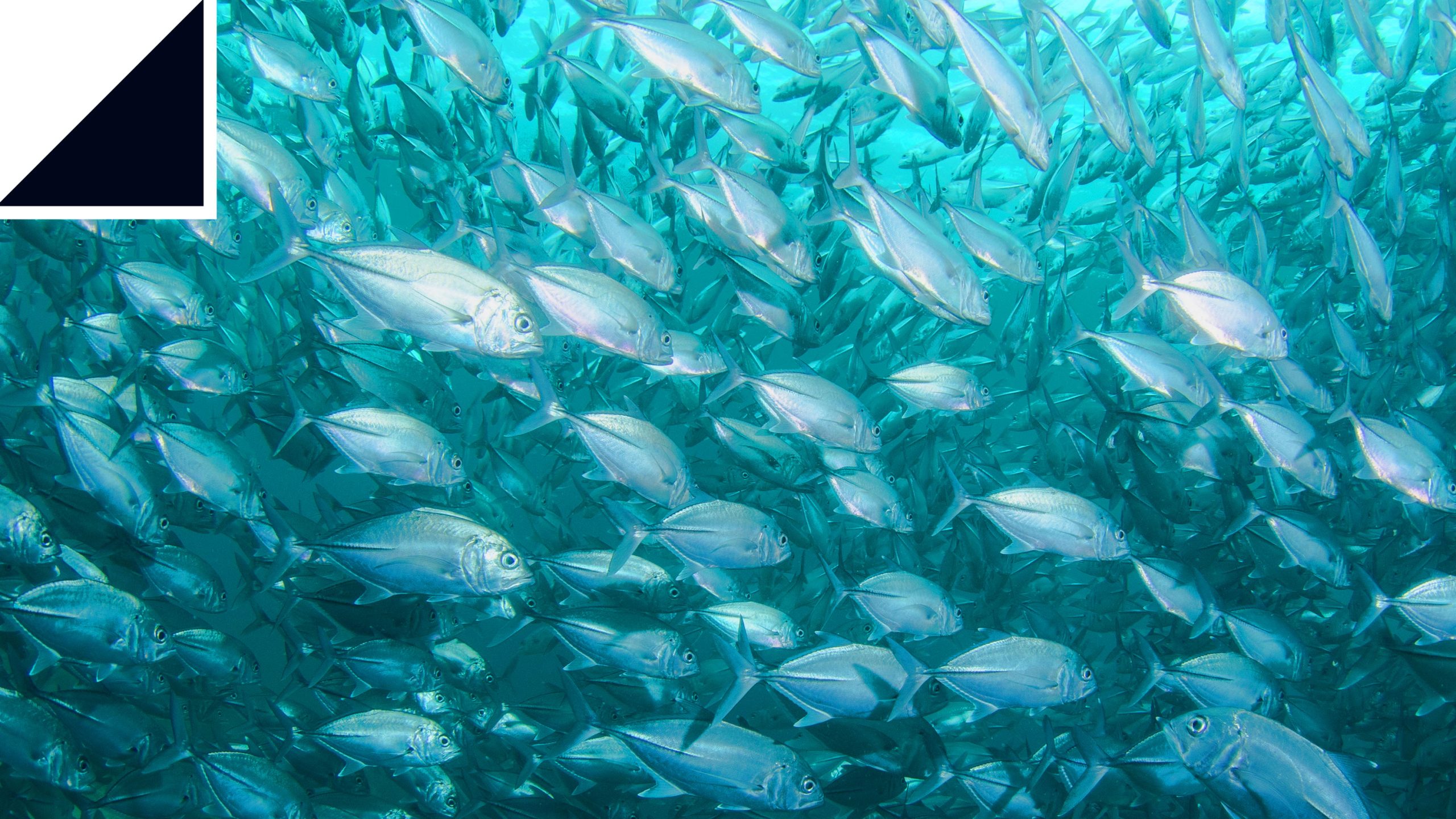 [:es]Resuelto el misterio de cómo los peces nadan tan rápido[:]