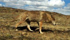 [:es]Should the Himalayan Wolf Be Classified as a New Species? [:]