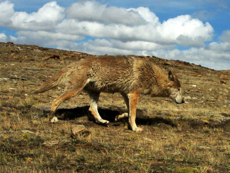 [:es]Should the Himalayan Wolf Be Classified as a New Species? [:]