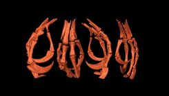 [:es]Birds of a Feather May Stick Together, but This Bird’s Foot Got Stuck in Amber[:]