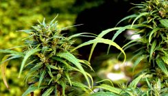 [:es]El microbio que fabrica la cerveza produce ahora derivados del cannabis[:]
