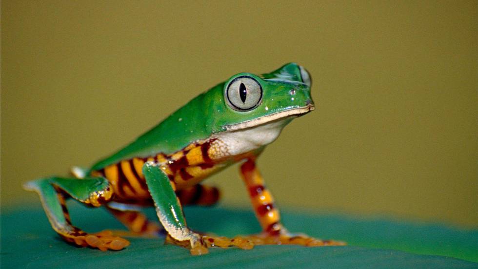 [:es]El avance humano amenaza con dejar sin espacio a miles de especies[:]