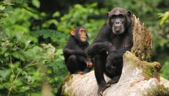 [:es]Los chimpancés tienen cultura y está en peligro[:]
