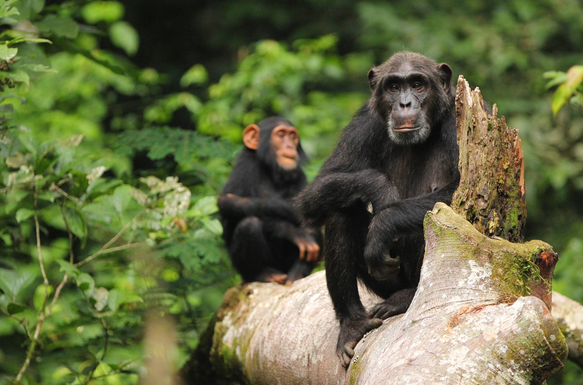 [:es]Los chimpancés tienen cultura y está en peligro[:]