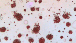 [:es]Microbots swarm and shape-shift[:]