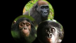[:es]Así reaccionan chimpancés, gorilas y bonobos ante una cámara en el bosque[:]