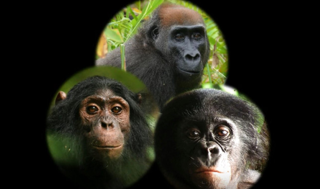 [:es]Así reaccionan chimpancés, gorilas y bonobos ante una cámara en el bosque[:]