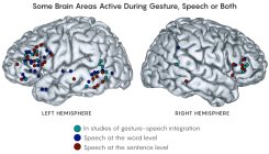 [:es]How the Brain Links Gestures, Perception and Meaning[:]