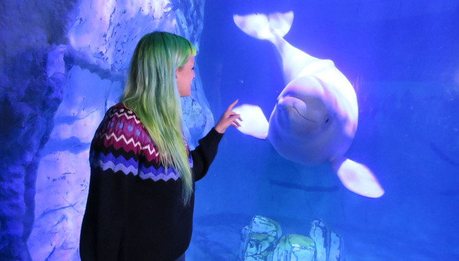 [:es]Las madres beluga enseñan a sus crías un ‘nombre de familia’[:]