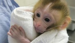 [:es]Baby monkey is first primate created using sperm from tissue transplanted into dad[:]