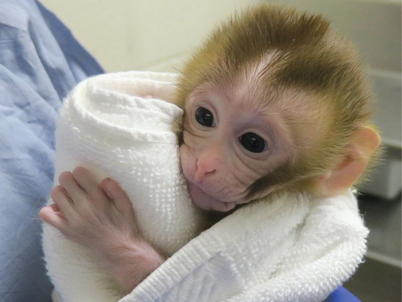 [:es]Baby monkey is first primate created using sperm from tissue transplanted into dad[:]
