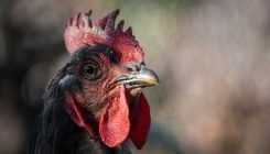 [:es]La venganza del tiranosaurio: por qué las gallinas no son bobas ni mansas[:]