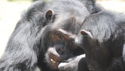 [:es]Los chimpancés saben darse pistas para urdir un plan[:]