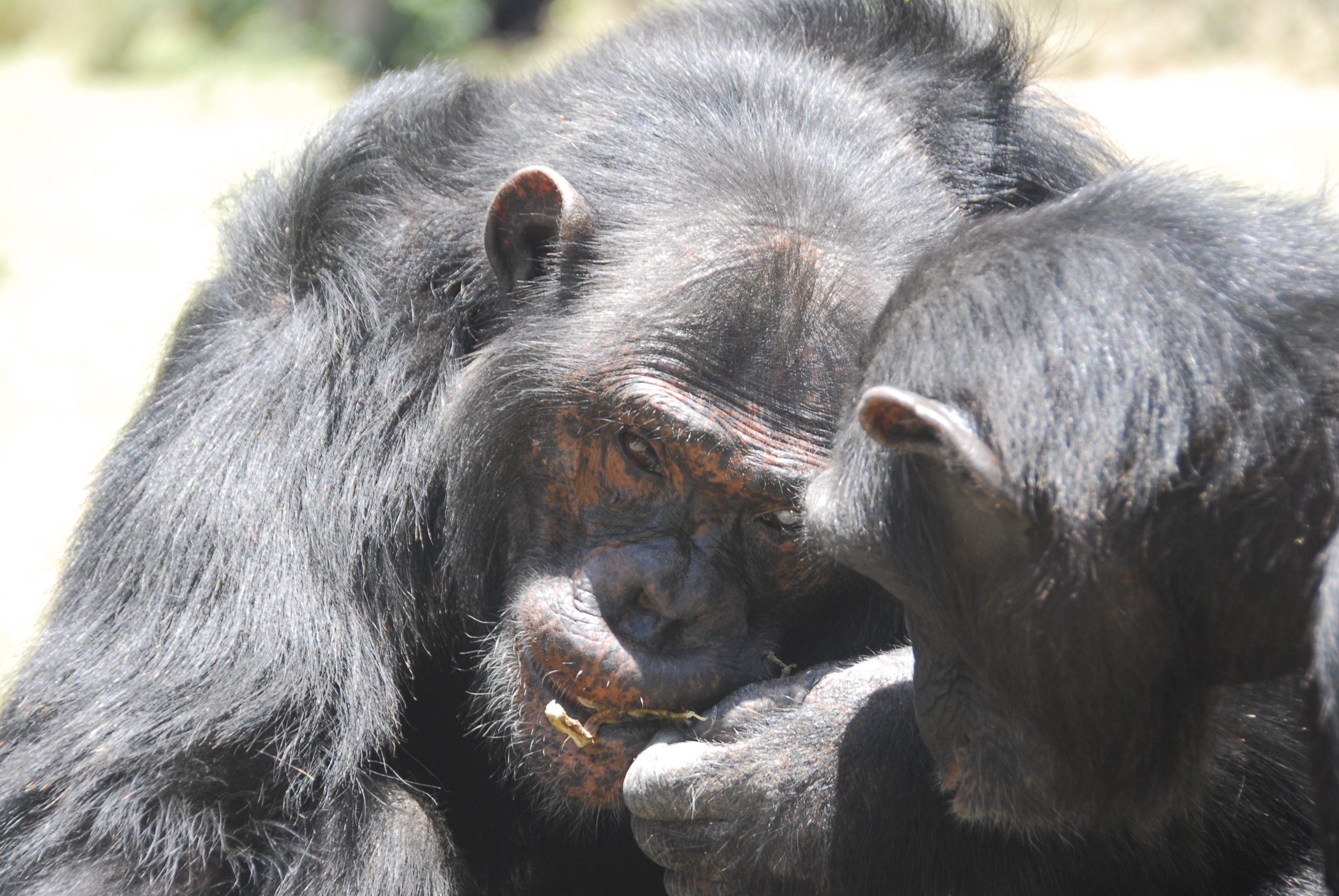 [:es]Los chimpancés saben darse pistas para urdir un plan[:]