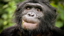 [:es]Descubierto un nuevo linaje de chimpancé extinto en el ADN de bonobo[:]