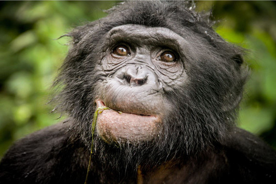 [:es]Descubierto un nuevo linaje de chimpancé extinto en el ADN de bonobo[:]