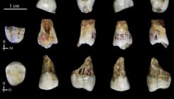 [:es]Los homínidos de Tongzi podrían ser un nuevo linaje humano en Asia[:]