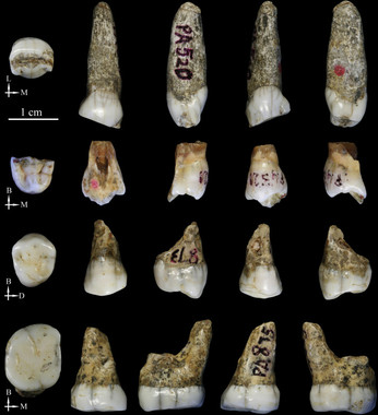 [:es]Los homínidos de Tongzi podrían ser un nuevo linaje humano en Asia[:]