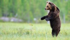 [:es]‘Rewilding’ o cómo dejar que la naturaleza recupere su estado salvaje[:]