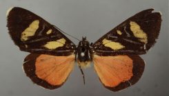 [:es]One of the ‘Rarest Butterflies Ever’ May Have Been a Moth All Along[:]