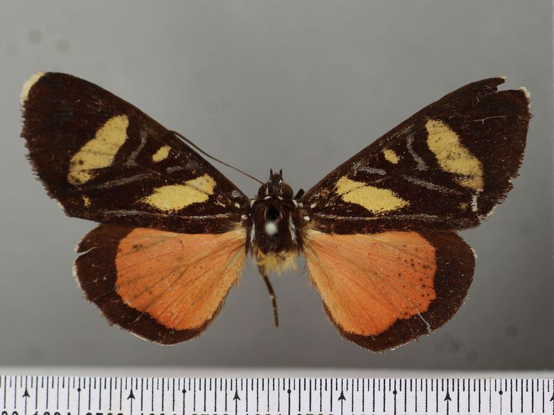 [:es]One of the ‘Rarest Butterflies Ever’ May Have Been a Moth All Along[:]