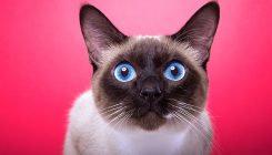 [:es]Cats know their names — whether they care is another matter[:]