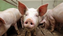 [:es]Disembodied pig brains revived: Your questions answered[:]